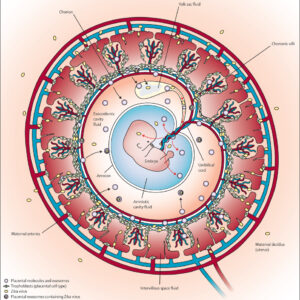 PLACENTA